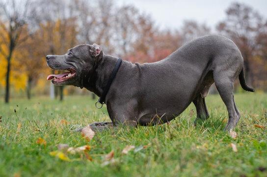 Cute big gray pitbull dog in the fall forest. American pit bull terrier in the autumn park - Powered by Adobe