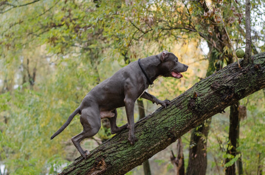 Cute big gray pitbull dog on wood in the fall forest. American pit bull terrier on tree in the autumn park