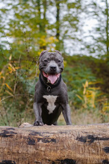 Cute big gray pitbull dog on wood in the fall forest. American pit bull terrier on tree in the autumn park