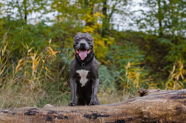 Cute big gray pitbull dog on wood in the fall forest. American pit bull terrier on tree in the...