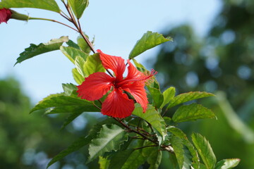 空に映えるハイビスカス