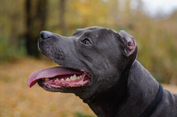 Cute big gray pitbull dog in the fall forest. American pit bull terrier in the autumn park