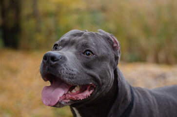 Cute big gray pitbull dog in the fall forest. American pit bull terrier in the autumn park