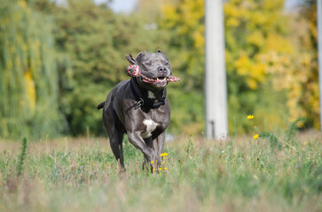 Cute big gray pitbull dog in the fall forest. American pit bull terrier is playing with a rope toy in the autumn park