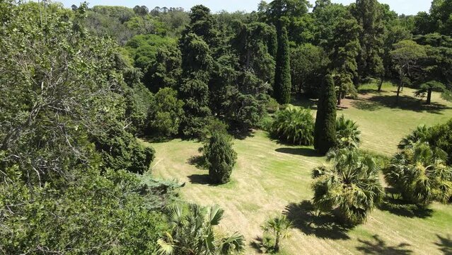 Jardin con palmeras cielo despejado mucho verde y arbolado 