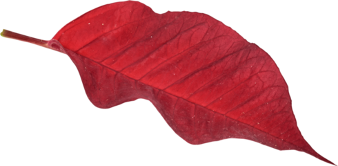 hoja, flor de noche buena