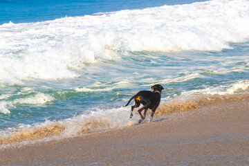 Black dog running walking along the beach and waves Mexico.