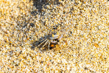 Tiny sand crab beach crab drags eats fly bee insect.