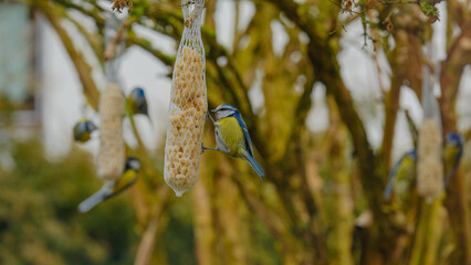 tits eat food.Birds food from on the branches of a tree. Nets with nuts for birds.Bird food.Feeding...