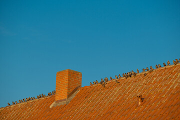 birds on a red tiled roof.Birds in urban habitat. natural geometry.