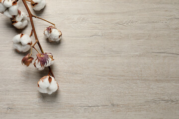 Dried cotton branch with fluffy flowers on wooden table, top view. Space for text