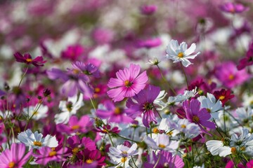 カラフルなコスモスに囲まれて咲く満開のピンクの大きなコスモスの花