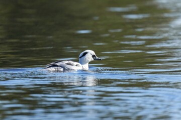 青空映す水面をのんびり泳ぐミコアイサ オス