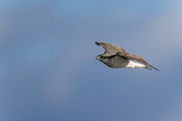 青空バックに悠然と飛ぶオオタカ成鳥