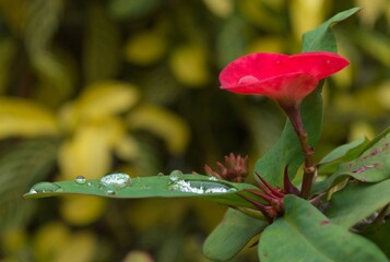 Raindrops