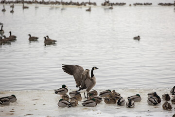 Canada Geese on a winter lake for migration