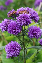 Macro shot of beautiful purple flowers blooming in spring with beauty and nature.