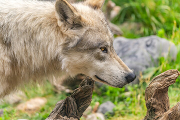 Close-up of wolf at Yellowstone Grizzly and Wolf Discovery Center.