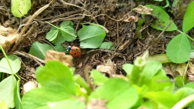 Nature green grass background. Ladybug close up macro footage