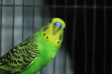 The budgerigar (Melopsittacus undulatus) is a small, long-tailed, seed-eating parrot usually...
