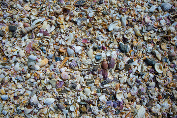 Sea shells Philippines