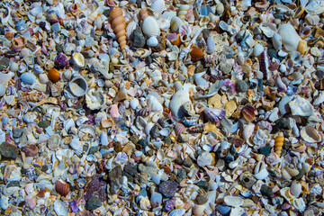 Sea shells Philippines