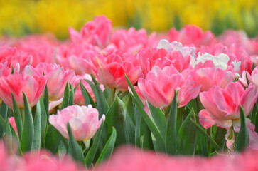 a Colorful Tulip Field with hk flower show