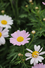 Obraz premium a daisy flowers on back ground of the season landscape.