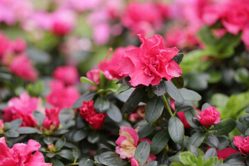 a nature concept, the flower at the garden