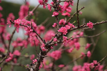 Peach blossoms in the new year's flower market