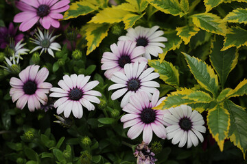 a daisy flowers on back ground of the season landscape.