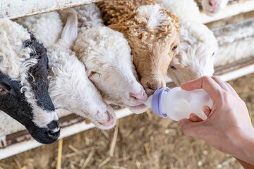 Beautiful cute sheep with curly hair suckling milk from a feeding bottle and eat grass or leaf that...