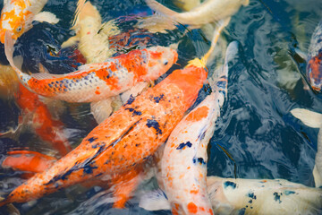 A variety and fancy carp fish with red yellow orange black gold and silver colour swim in the large water tank with refection surface at outdoor field.