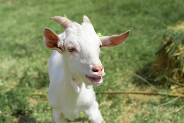 Naklejka na ściany i meble Cute white goat in the nature outdoor grass field.