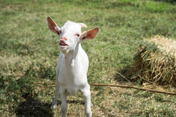 Cute white goat in the nature outdoor grass field.