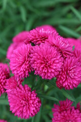 Macro shot of beautiful pink flowers blooming in spring with beauty and nature.