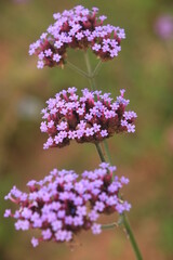 Macro shot of beautiful purple flowers blooming in spring with beauty and nature.
