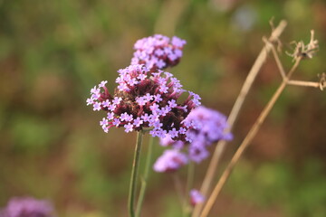 Macro shot of beautiful purple flowers blooming in spring with beauty and nature.