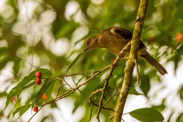 The Olive-winged Bulbul (Pycnonotus plumosus) has brownish upperparts with distinctive...