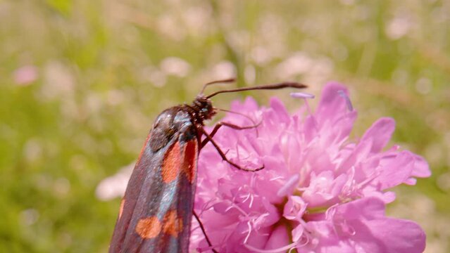 MACRO, DOF: Colorful butterfly Zygaena transalpina feeding with wildflower nectar. Beautiful insect on field scabious blossom. Amazing wild animals and flowers on pristine meadows in the countryside.