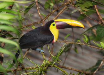 Yellow-throated toucan (Ramphastos ambiguus) , Costa Rica