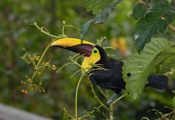 Yellow-throated toucan (Ramphastos ambiguus) , Costa Rica