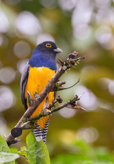 The gartered trogon or the northern violaceous trogon (Trogon caligatus) at Carara National Park, Costa Rica