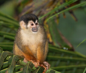 Naklejka na ściany i meble The portrait of squirrel monkey, Saimiri oerstedii, Corcovado National Park, Costa Rica