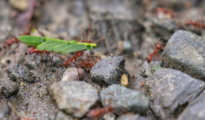 Leafcutter Ants carrying a leaf to their nest