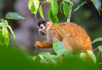 The  squirrel monkey eating the grasshopper, Corcovado National Park, Costa Rica