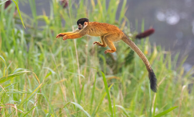 Fototapeta premium The jump of the squirrel monkey, Saimiri oerstedii, Corcovado National Park, Costa Rica
