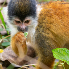 The  feeding squirrel monkey, Saimiri oerstedii, Corcovado National Park, Costa Rica