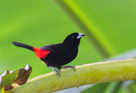 Cherrie's Tanager (Ramphocelus passerinii costaricensis), male