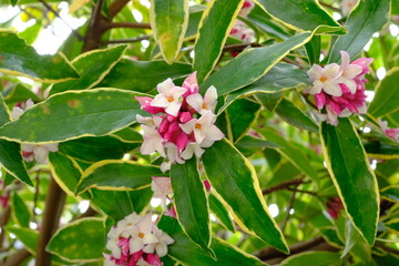 bud of Winter Daphne ,Daphne odora